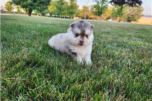 Vermont - Pomsky for sale