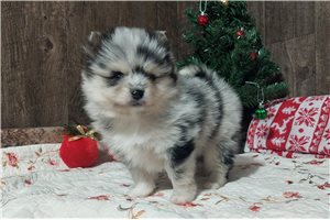 Midas - Pomsky for sale