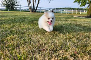 Vivian - Pomsky for sale