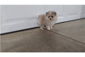 Merry - Pomsky for sale