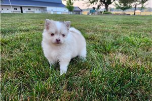 Veronica - Pomsky for sale