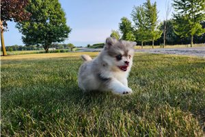 Vermont - Pomsky for sale