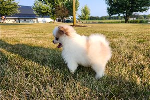 Vivian - Pomsky for sale