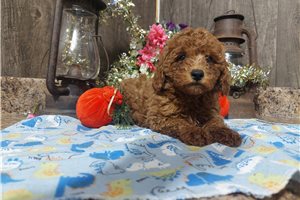 Paxton - Poodle, Toy for sale