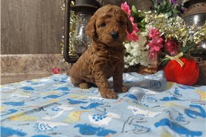 Akira - puppy for sale