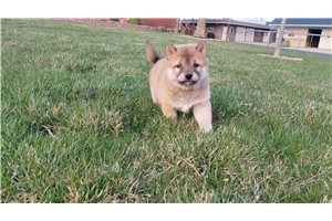 Luca - puppy for sale