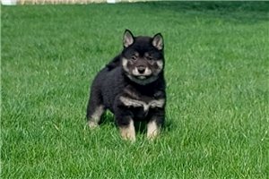 Trixie - puppy for sale