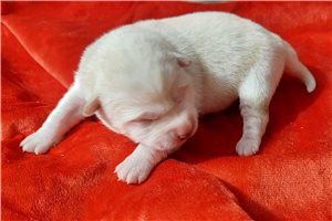 Luigi - puppy for sale