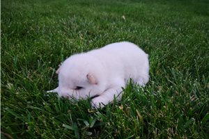 Chris - puppy for sale