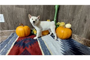 Jynx - Shiba Inu for sale