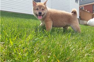 Timon - puppy for sale
