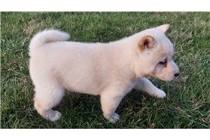 Lila - Shiba Inu for sale