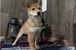 Rowan - puppy for sale