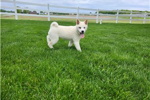 Louis - Shiba Inu for sale