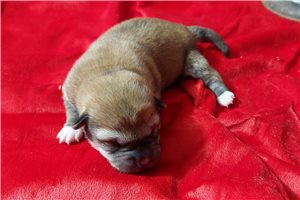 Liberty - Shiba Inu for sale