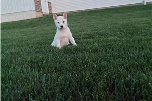 Titus - puppy for sale