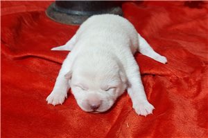 Lila - Shiba Inu for sale