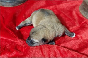 Luca - puppy for sale