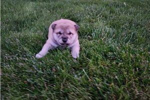 Cirrus - puppy for sale