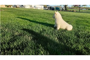 Louis - Shiba Inu for sale