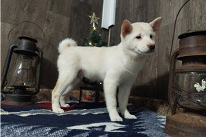 Richard - puppy for sale