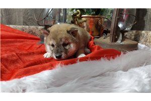 Liberty - Shiba Inu for sale