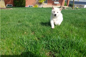 Taya - puppy for sale