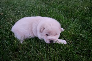 Chopper - Shiba Inu for sale