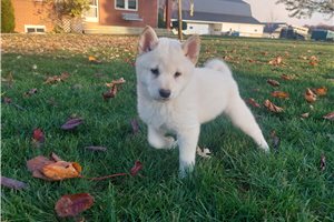 Raelynn - puppy for sale