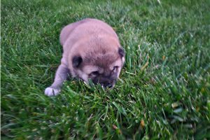 Chuck - puppy for sale