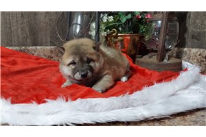 Luca - Shiba Inu for sale