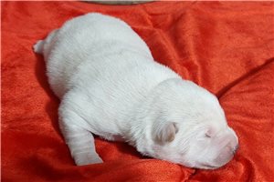 Louis - puppy for sale