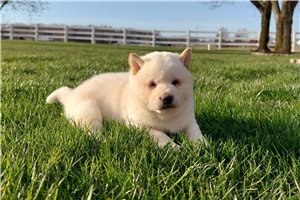 Tiana - puppy for sale
