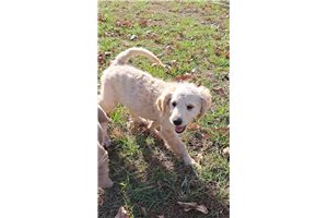 Laken - Goldendoodle, Mini for sale