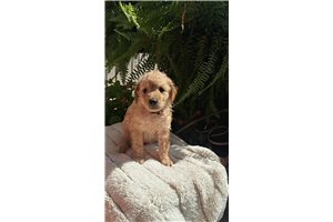 Laken - Goldendoodle, Mini for sale