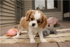 Rainy - puppy for sale