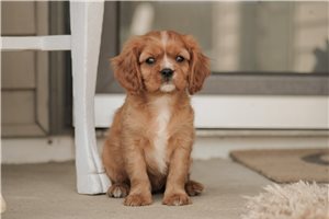 Shelly - Cavalier King Charles Spaniel for sale