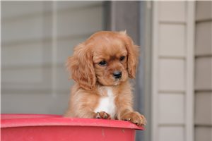 Rory - Cavalier King Charles Spaniel for sale