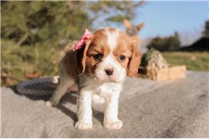 Chic - Cavalier King Charles Spaniel for sale