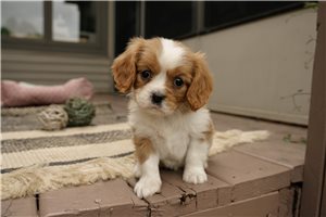 Dewy - Cavalier King Charles Spaniel for sale