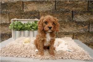 Ryan - puppy for sale