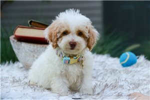 Tesly - Poodle, Miniature for sale