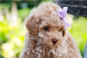 Tanya - Poodle, Miniature for sale