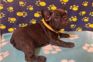Raven - French Bulldog for sale