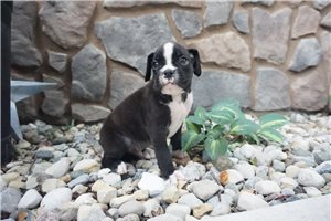Dash - puppy for sale