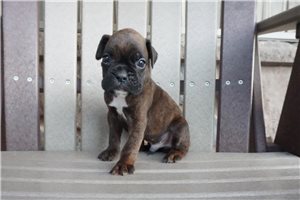 Nano - puppy for sale