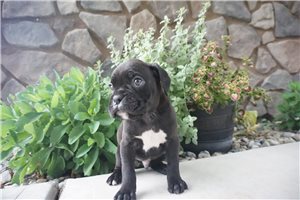 Dante - puppy for sale