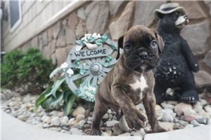 Davis - puppy for sale
