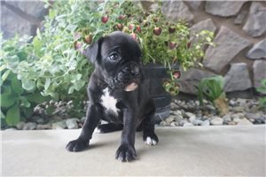 Daisy - Boxer for sale