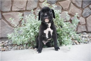 Darius - puppy for sale